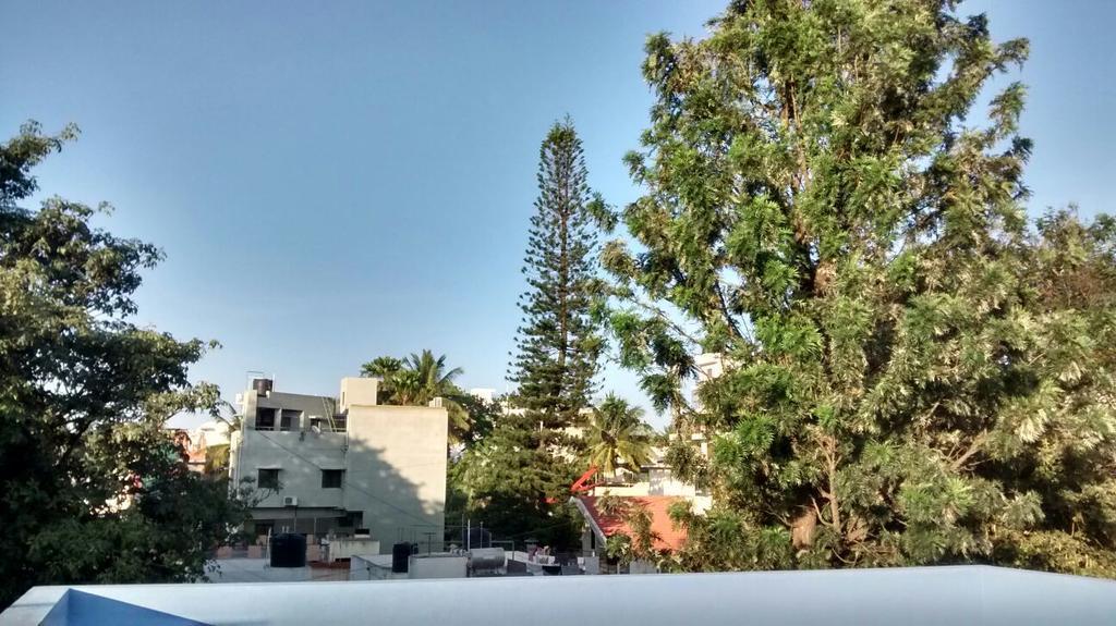 The Meditating Monkeys * Bangalore