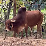 Chikoo Farm Inn