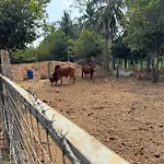 Chikoo Farm Inn