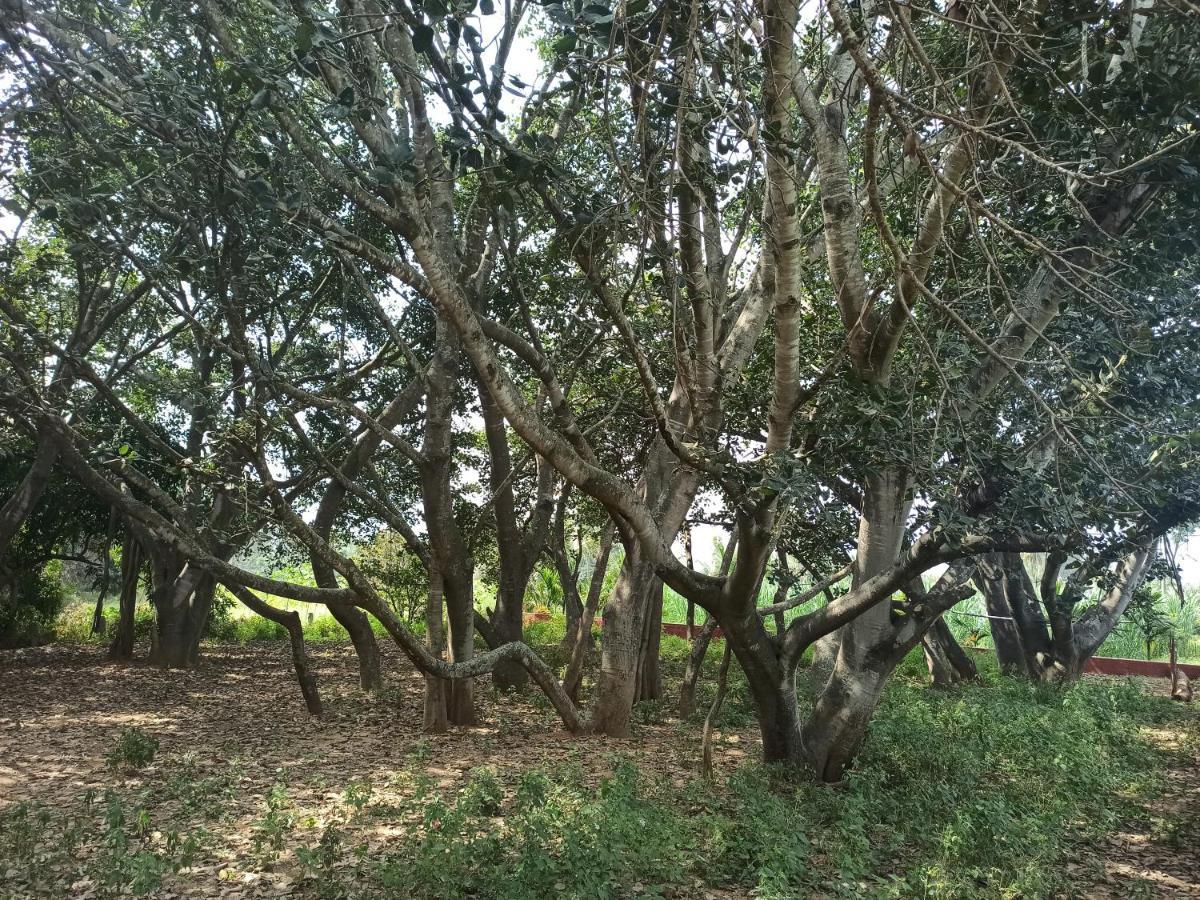 Nandi Farm Retreats Guest house Bangalore