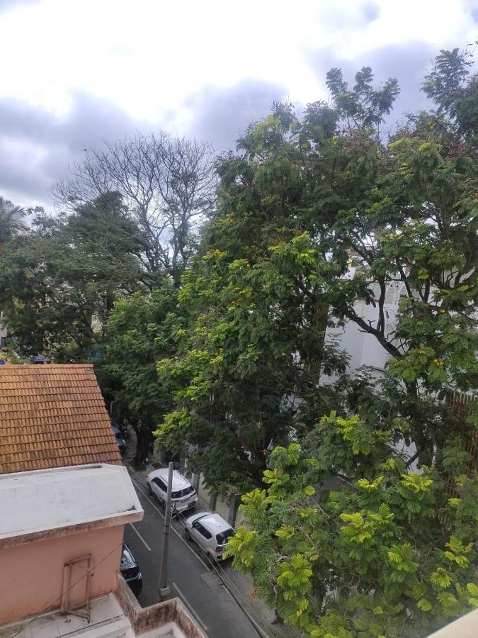 Tree Bangalore