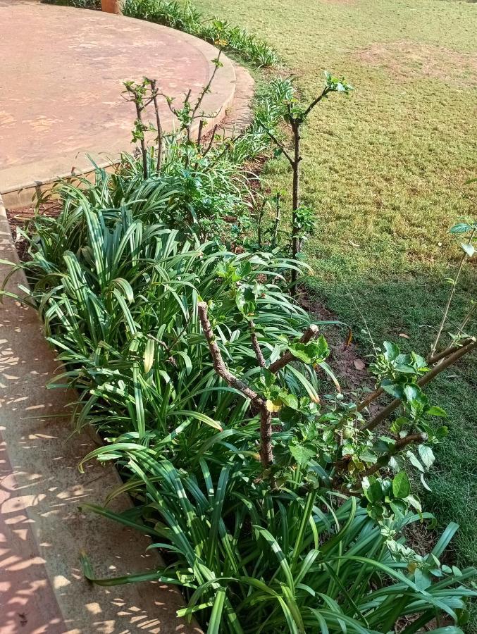 Homestay Amazistay Offers Posh For Two With Private Balcony & Bathroom & Tv, Traveller, With Shared Jacuzzi Paid Access Near Brigade Senate Bangalore
