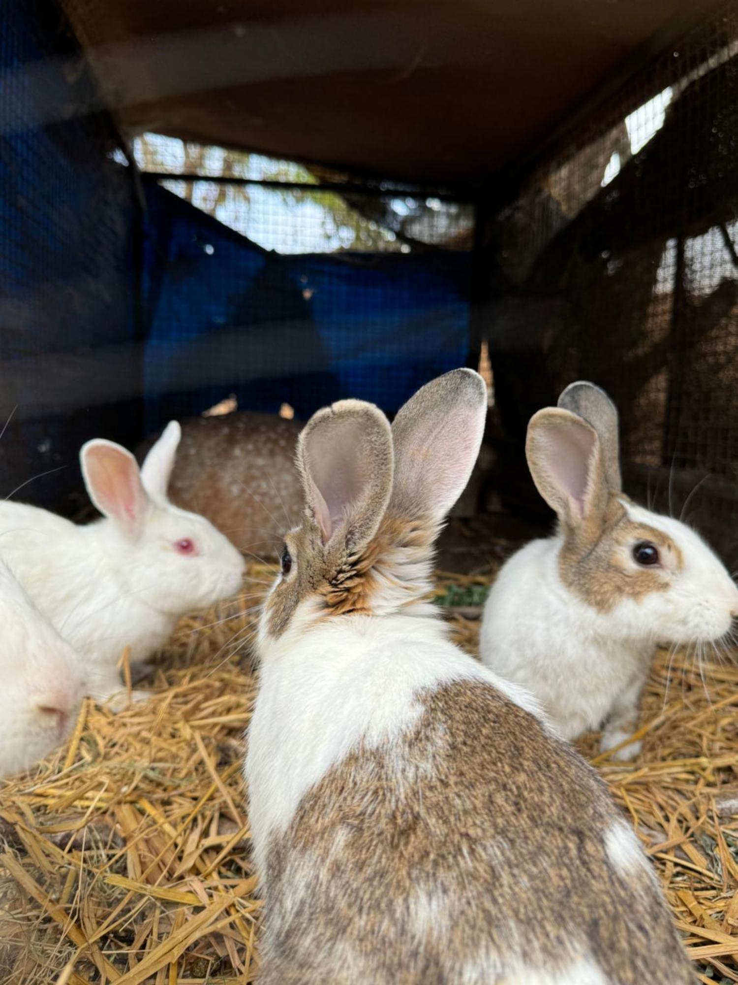 Chikoo Farm Bangalore