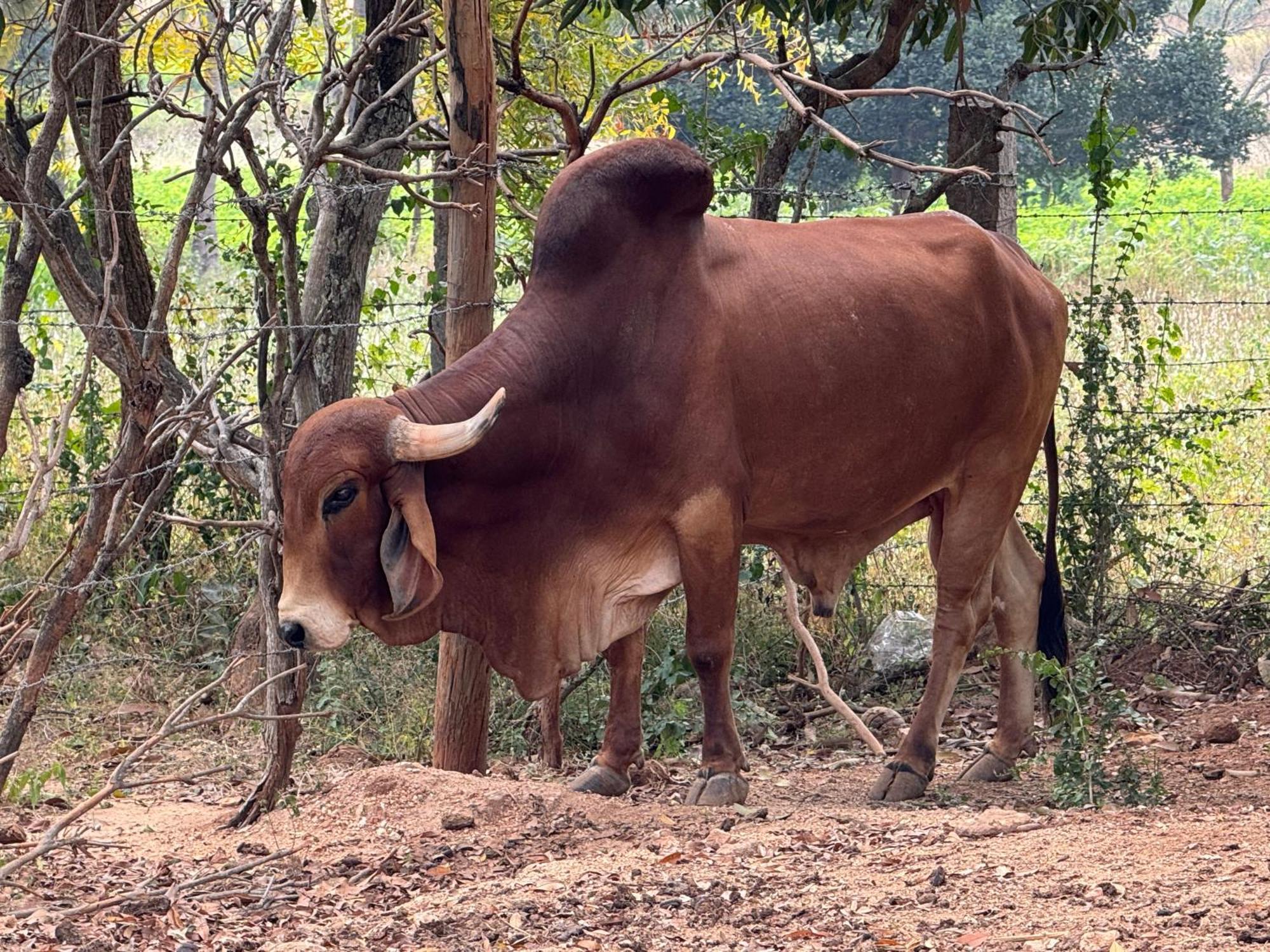 Chikoo Farm