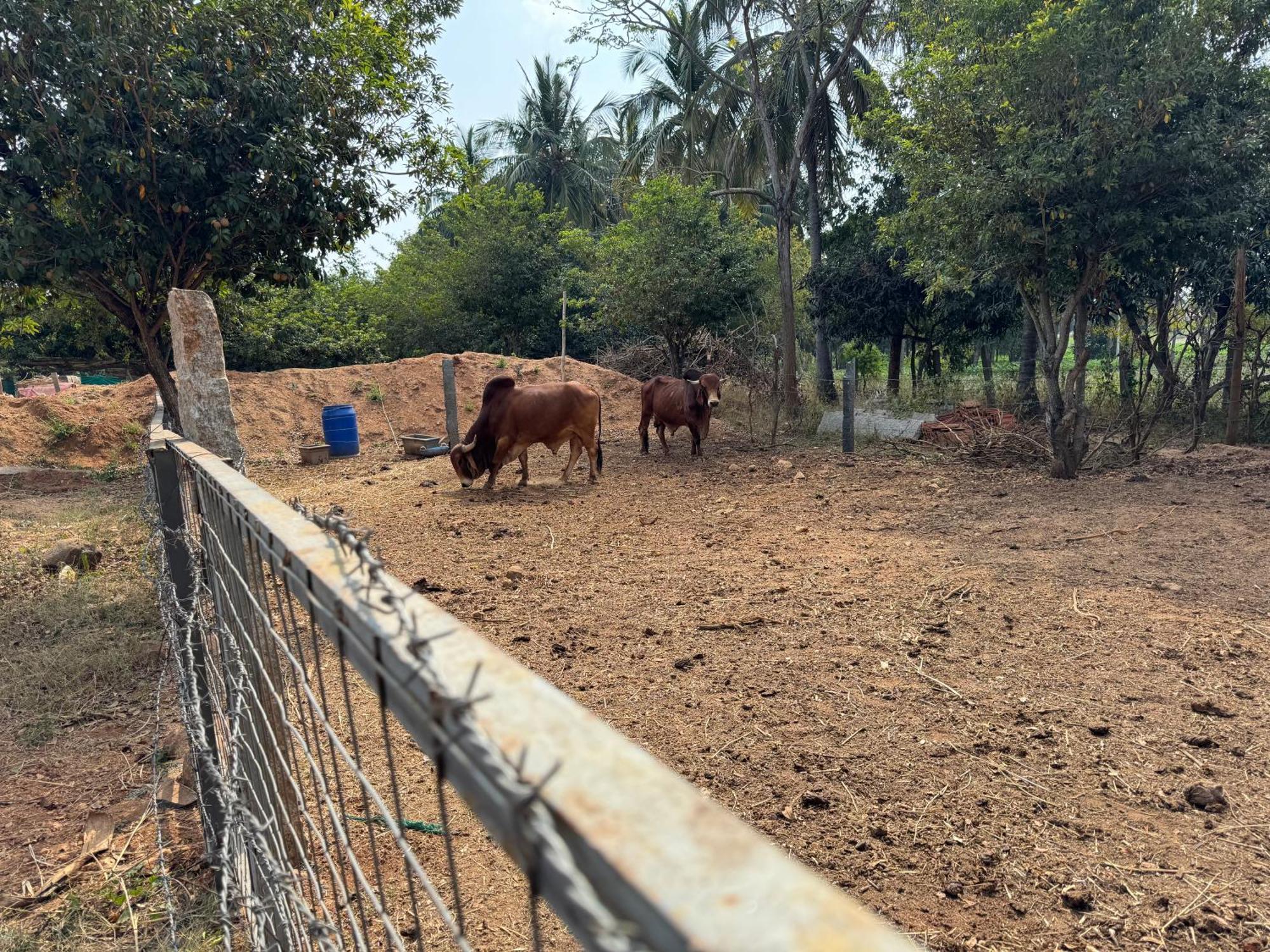 Chikoo Farm Bangalore