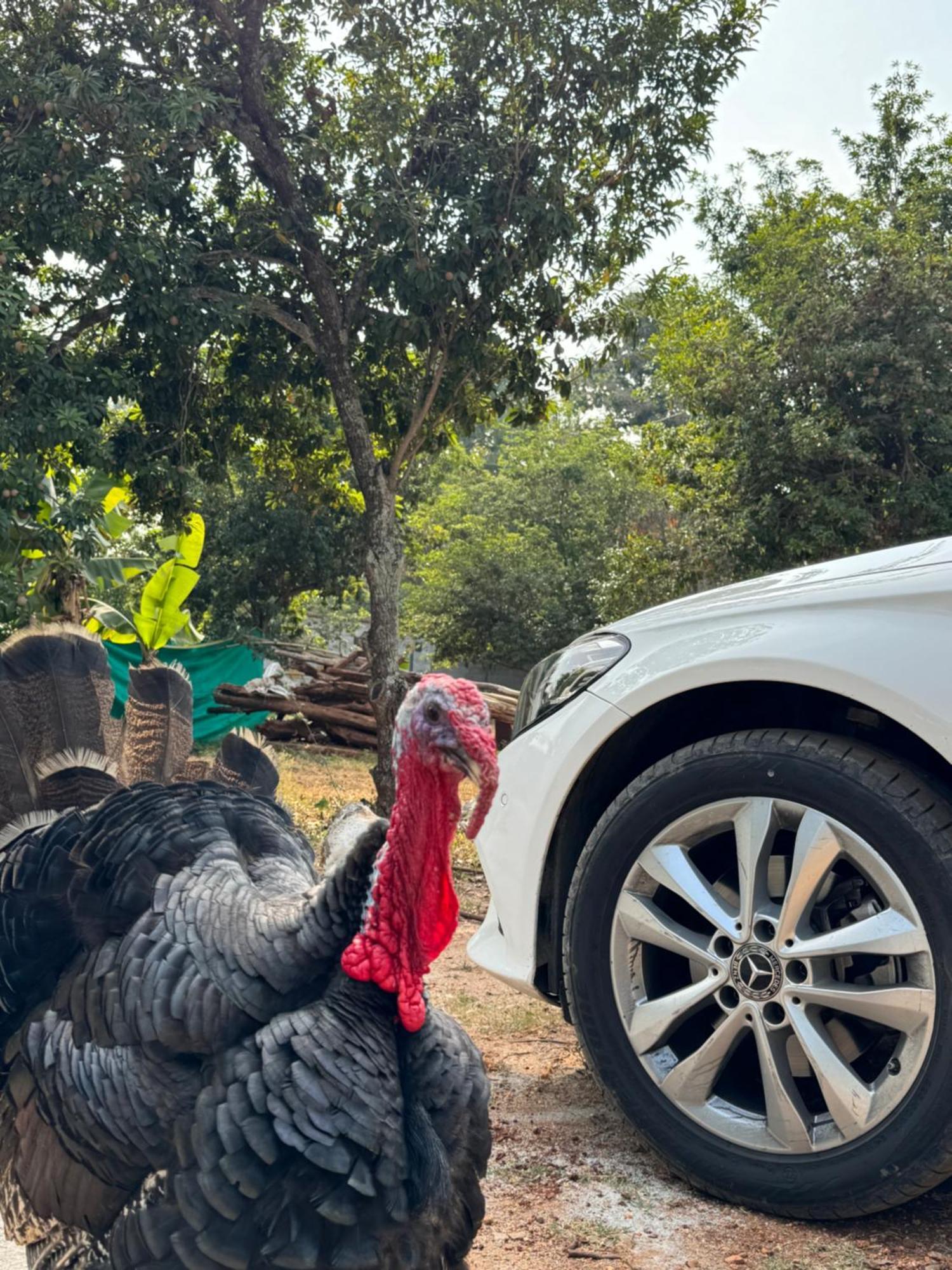Farm stay Chikoo Farm