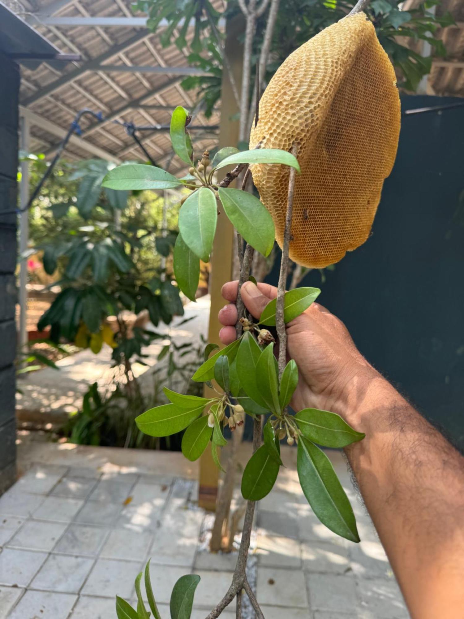 Chikoo Farm