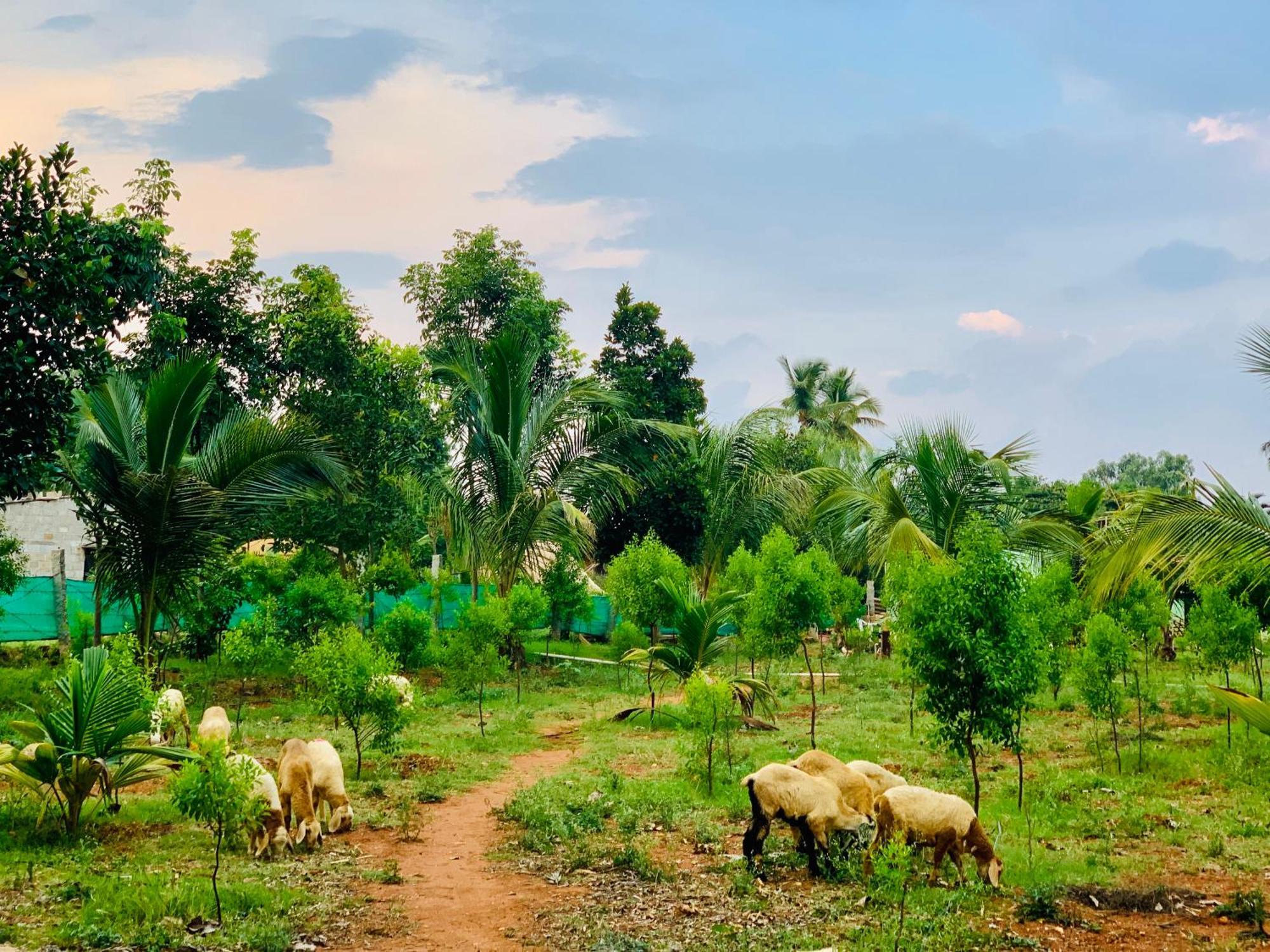 Eco Farm * Bangalore