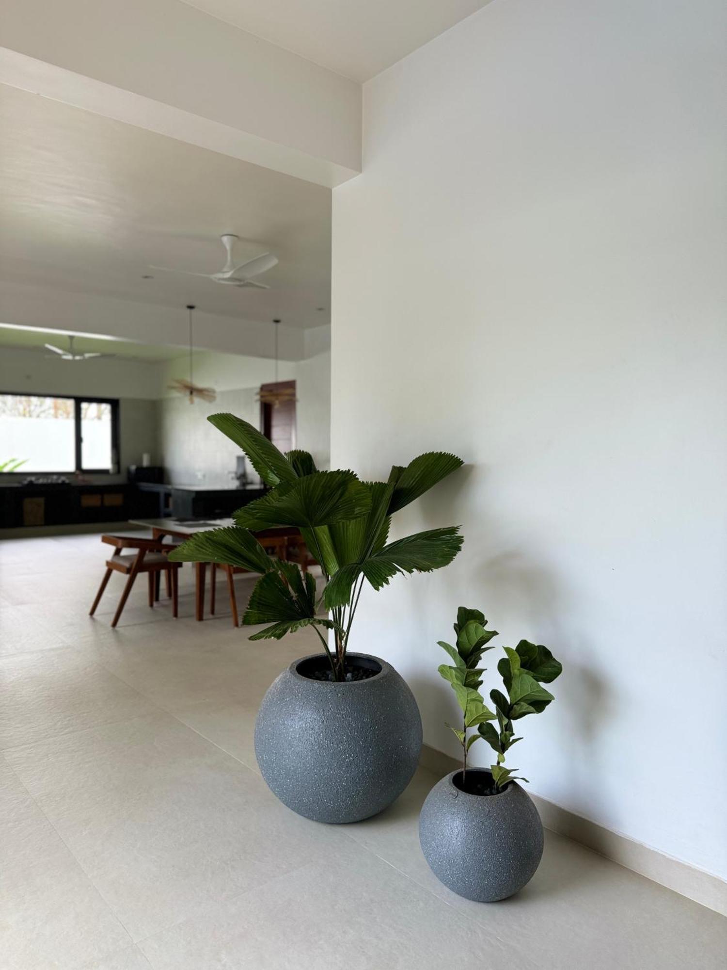 Heliconia * Bangalore