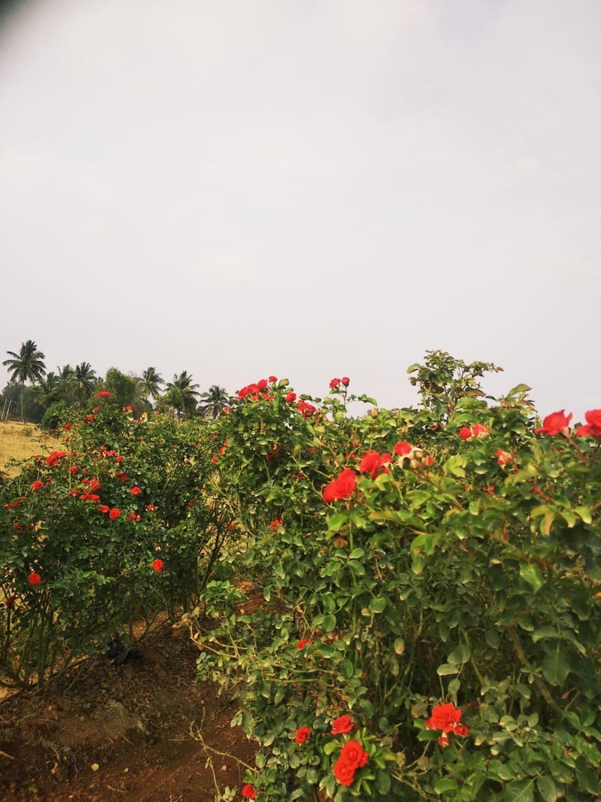 Armann - A Luxury Getaway With Beautiful Views Of Nandi Hills Lodge