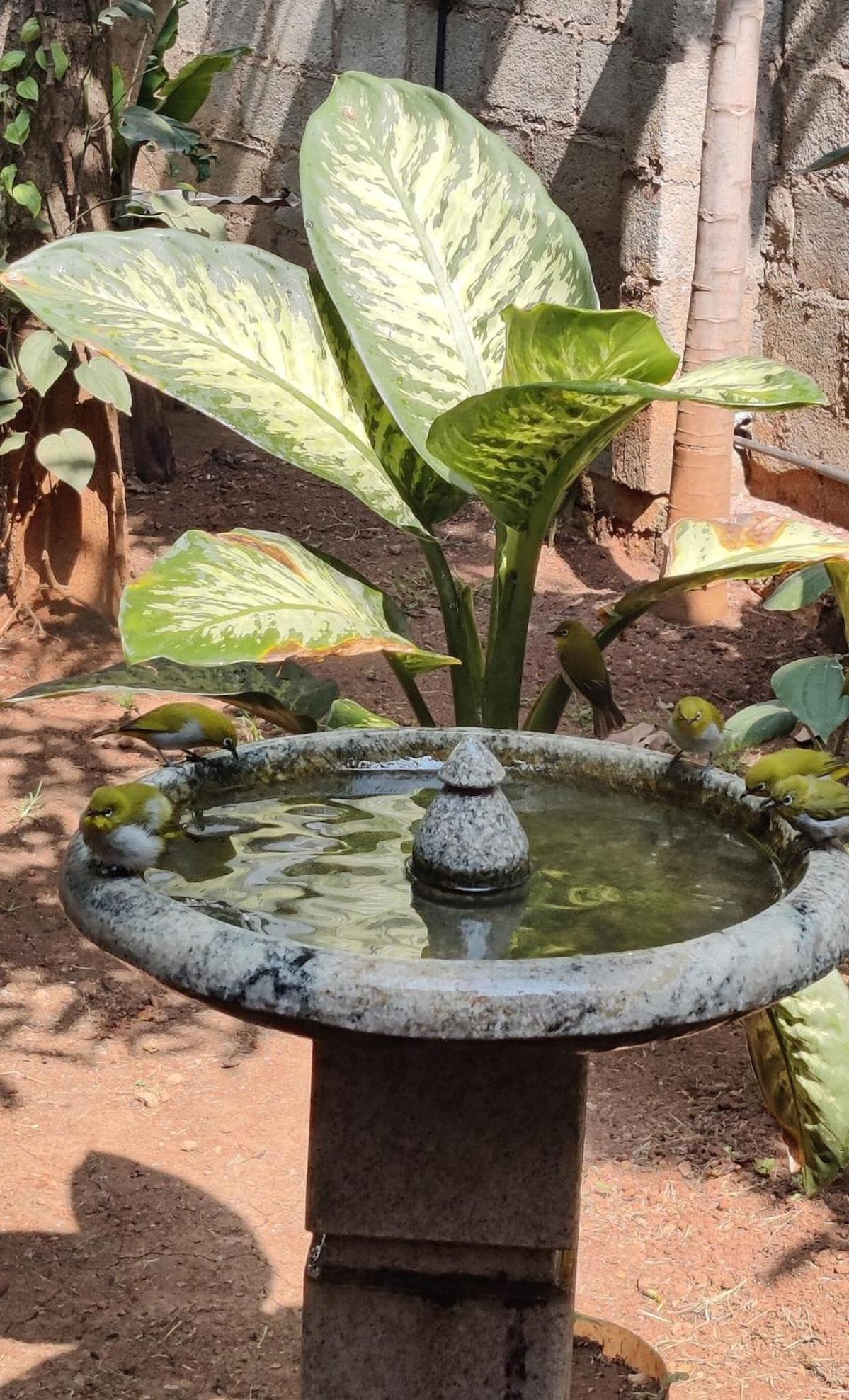 Garden Oasis Retreat