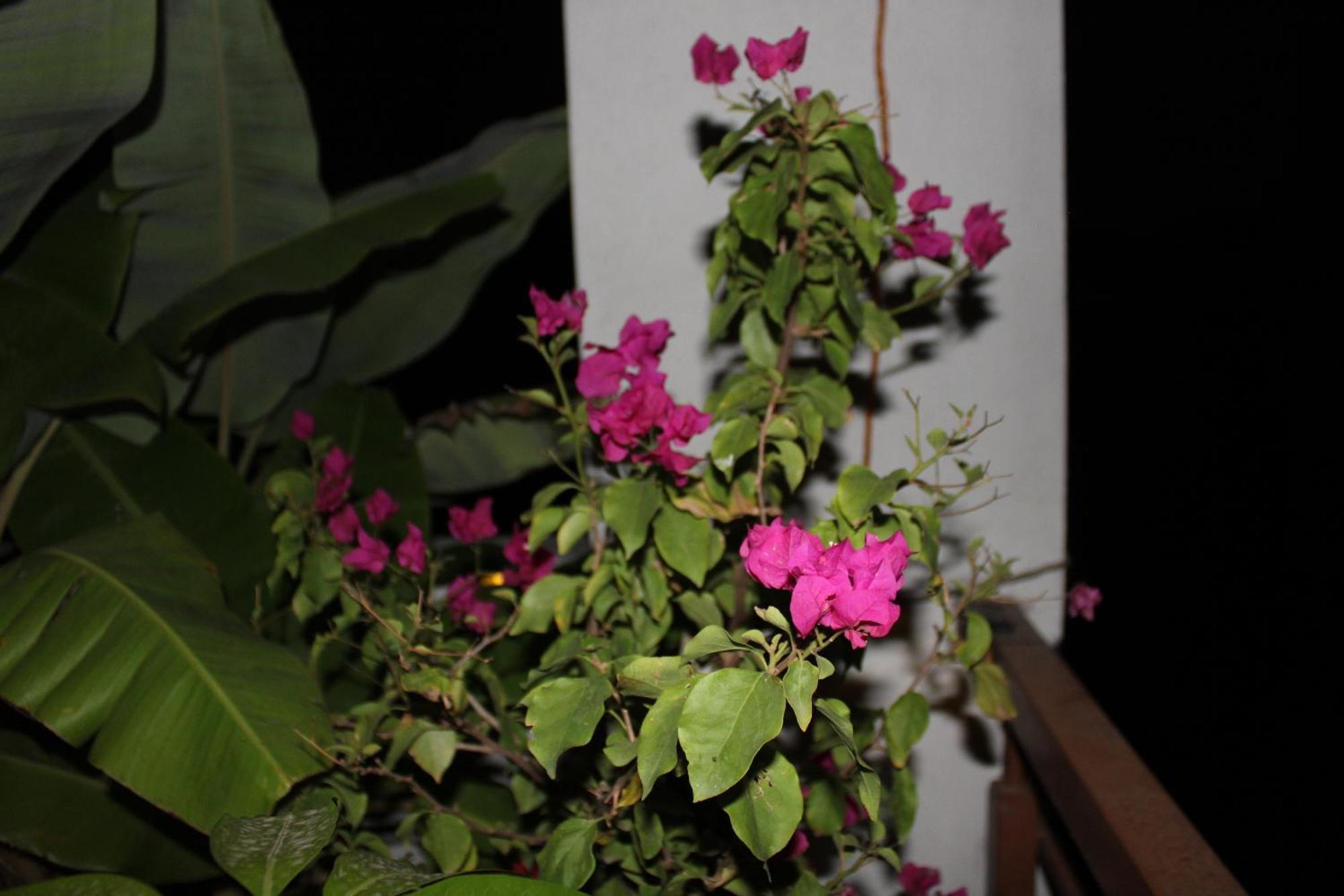 Apartment Entire Terrace Penthouse - Near Manyata Tech Park Bangalore