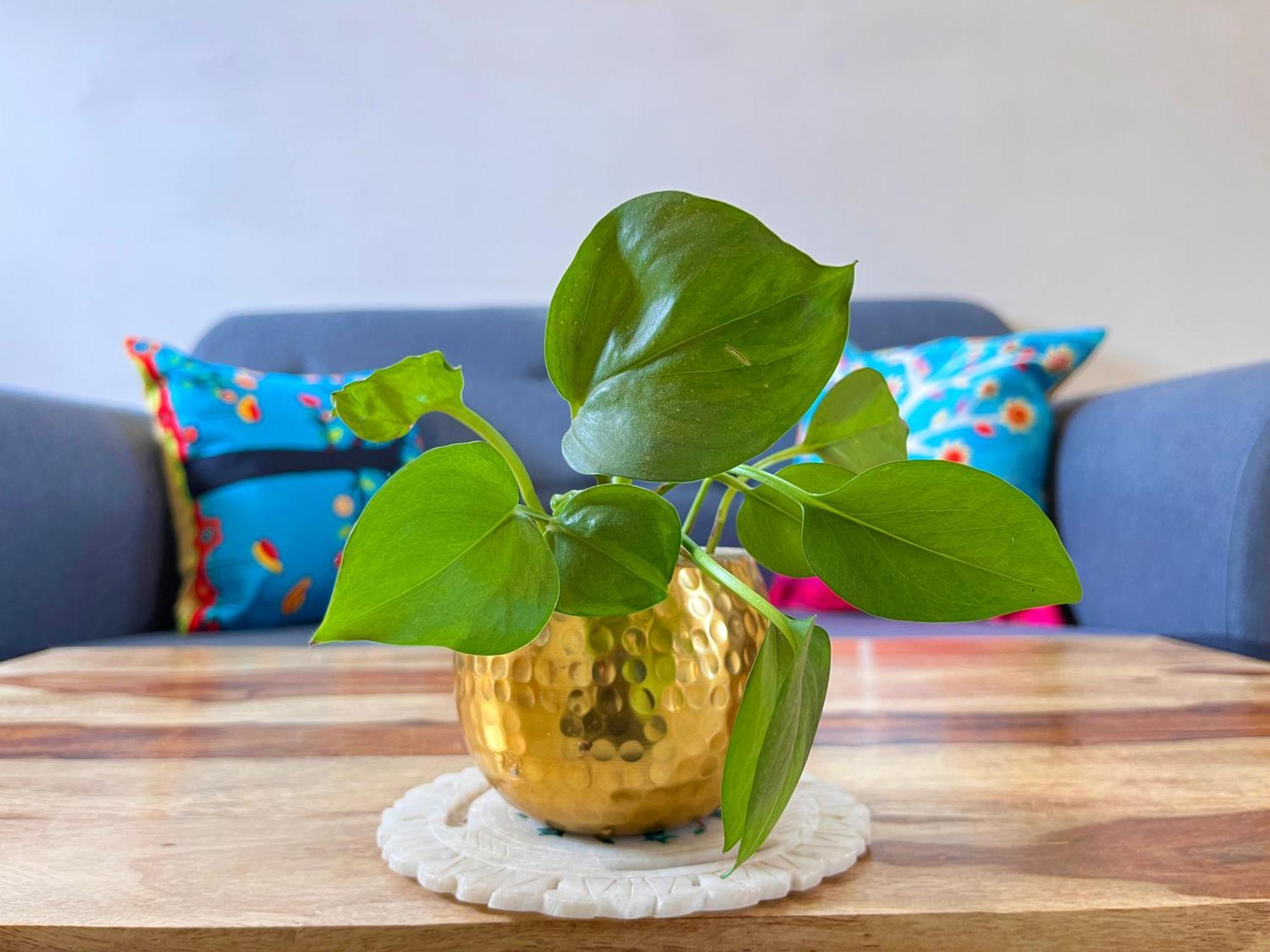 Ilya Serviced Apartment