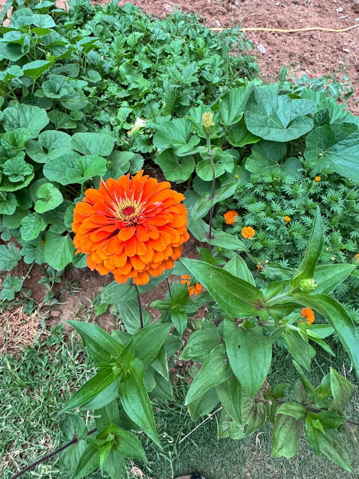 Electronic Phase 1misty Woods With Garden Access Bangalore