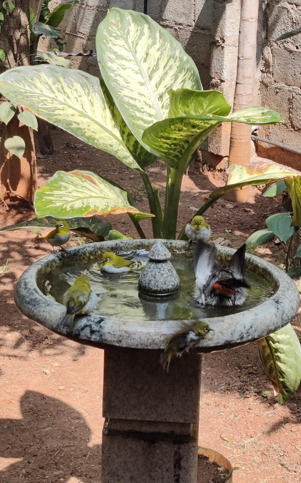 Garden Oasis Retreat